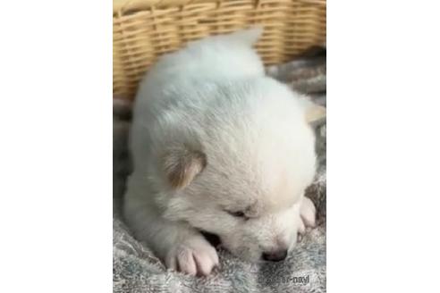 成約済の静岡県の豆柴-235291の3枚目